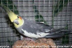 Jacko
