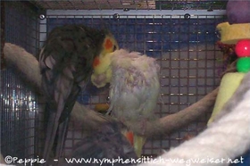 Jakob
 krault Elisabeth