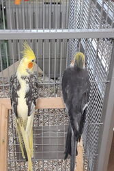 Leni klettert mit Victor