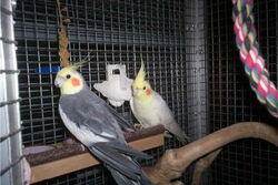 Lindbergh und Pinky in der Villa