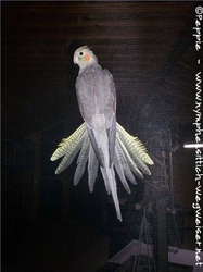 Lisa am Fliegengitter