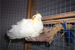 Maja auf dem Voliboden