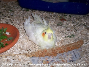 Eines der letzten Fotos von Maja