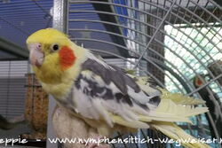 Peaches am Sun Palace