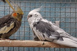 Pünktchen und Pacy im August 2021