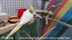 Sponcha-Maja genießt Nudeln