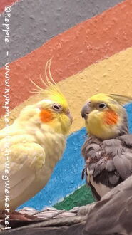 Susi und Cuddles Juli 2023