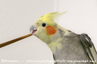 Nymphensittich beim Clickertraining