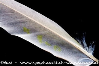 gelbe Punkte sieht man genauso wie bei einer wildfarbenen Henne auf der Flügelfeder dieser Lutinohenne