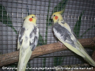 Bubi (rechts) mit Nico