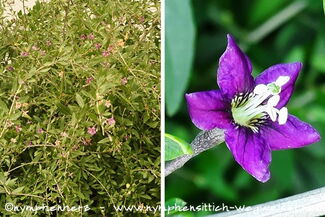 Gojibeerenstrauch mit Blüten