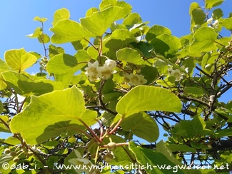 Kiwi in Blüte mit Fruchtansätzen