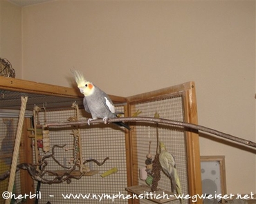 Mit dem Stöckchentaxi in die Voliere