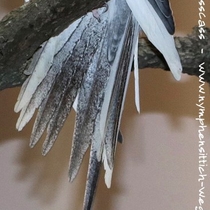 Weißkopf opalin Schecke - Schwanz von unten