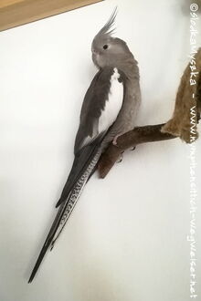 Weißkopf Kopffleckschecke Henne - ganzer Vogel