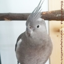 Kopf einer Weißkopf Kopffleckscheckenhenne