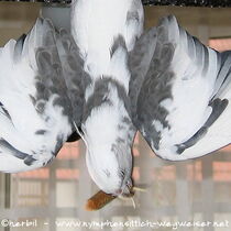 Weißkopfschecke wildfarben - Rücken