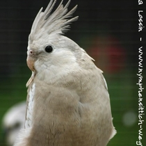 Weißkopf Zimt Männchen beim Umfärben