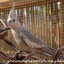 Weißkopf zimtfarben Henne - Gesamtansicht
