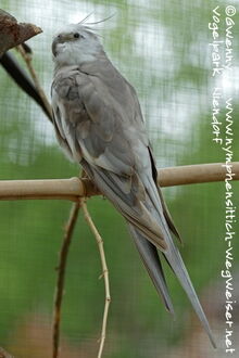 Weißkopf Zimter Kopffleckschecke Hahn