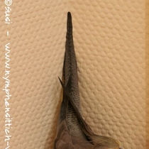 wildfarbene Henne - Schwanzoberseite