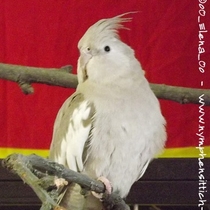 Weißkopf zimt Kopffleckschecke Henne - Gesamt