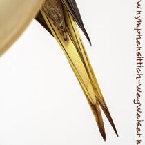 Zimtgeperlt - Schwanzunterseite