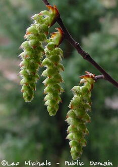 Hornbeam