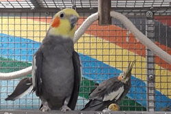 Charlie mit Gretel im Januar 2022