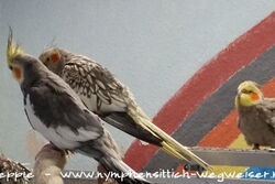 Cuddles mit Lissy und Manni