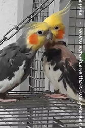 Cuddles und Piku im Nov.