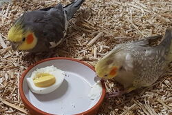 Cuddles und Rainbow Januar 2019