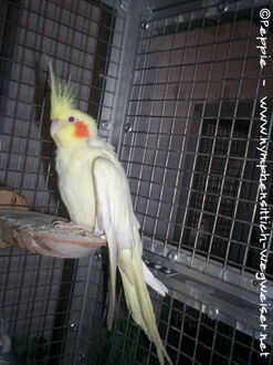 Elisabeth nach der OP am Flügel