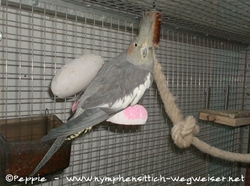 Gretel in Sunday City