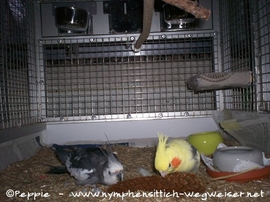 Justus und Frau James mit Heubeck-Hirse