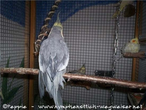 Lindbergh von hinten