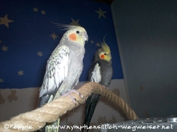 Lissy, vorne und Jakob, hinten am 08.01.2015