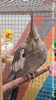 Mecki im Januar 2025