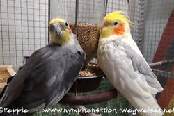 Charly und Opi im Februar 2023