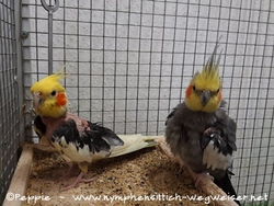 Piku und Cuddles im Februar 2021