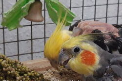 Piku und Cuddles im September 2021