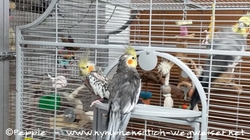 Skinny und Jakob besuchen Herrn Wilmo