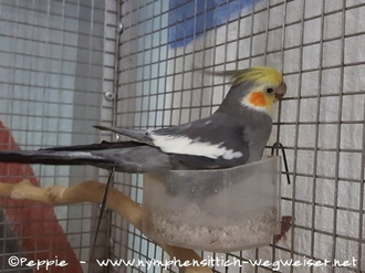 Victor im November 2018