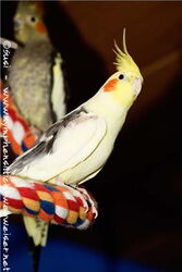 Nico auf der BW-Spirale