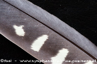 Flügelfeder einer wildfarbenen Henne - gelbe Punkte