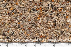 Hungenberg Nymphensittich Wegweiser Mischung bei Birdsandmore