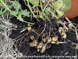 Erdnüsse werden geerntet