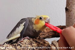 Nymphensittich trainiert mit der Farbe Rot