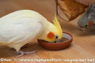 Nymphensittich frisst Futter mit Heilpilzen