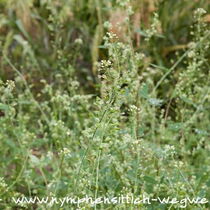 Hirtentäschel - Habitus